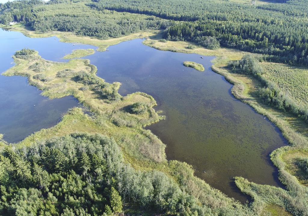 Itämeri Sjölörsviken, Merenkurkku. Kuva: Jaakko Haapamäki, Metsähallitus myös ruokohelpeä (Phalaroides arundinacea) ja kaisloja (Schoenoplectus spp.). Fladan keskiosa ja suuaukko ovat yleensä avovettä.