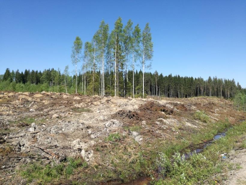 6 Kuva 5. Läntisimmällä alueella (3) metsänkäsittelyä on tehty selvitysalueen eteläpuolella kunnan rajalle, eli noroalueen eteläpuolella olevan männikön reunaan, asti. 4.