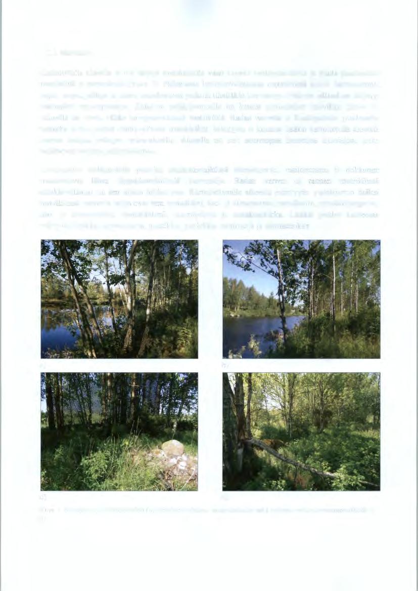 6 3.2.2 Metsiköt Kartoitetulla alueella ei ole laajoja metsäalueita vaan kapeita rantapuistikoita ja muita pienialaisia metsiköitä ja pensaikoita (kuva 3).
