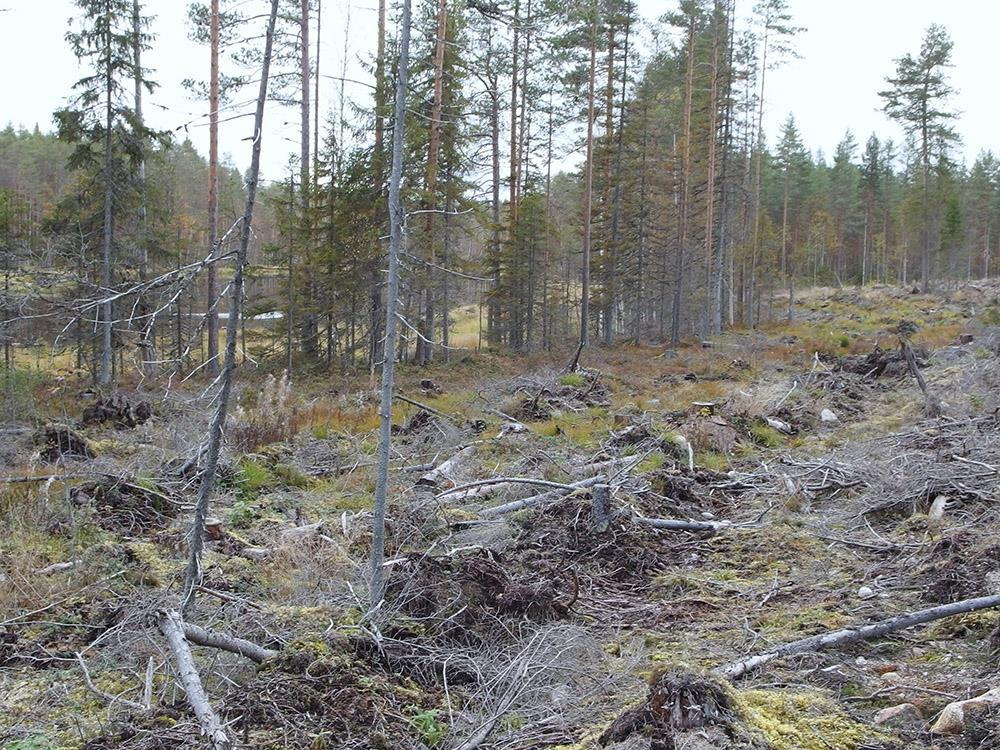 22.5.20 25 18 Reunimmaisesta muokkausurasta rantaan 10-15 m eli leveyttä vesiensuojelun