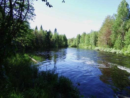 Pensaskasvillisuutta on runsaasti. Kuvattu itään. Kuva 3.