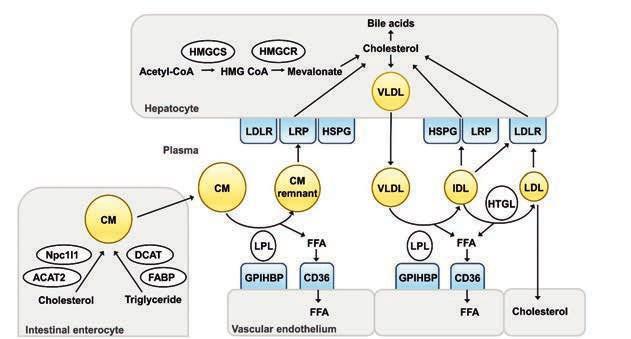 17 Figure 1. Exogenous and endogenous pathways. CMs are produced from dietary cholesterol and triglycerides in the intestinal enterocytes and transported to blood via the lymphatic system.