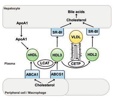 18 kidneys and HDL remnants, which are internalized by hepatocytes and subsequently degraded (Lewis, Rader, 2005). Figure 2. Reverse cholesterol transport (RCT).