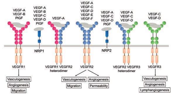 25 Figure 3. Binding of VEGFs to VEGFRs and NRP co-receptors and their primary functions. Modified from (Olsson et al., 2006, Pellet-Many et al., 2008, Koch et al., 2011). 2.4.6.1 VEGFR1 VEGFR1, also called as FLT1, was cloned in 1990 (Shibuya et al.