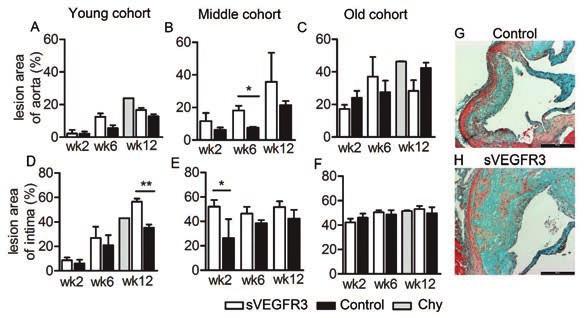 39 Atherosclerotic plaques were analyzed from mice aged 3-4 months (young cohort), 6-7 months (middle cohort) and 11-12 months (old cohort) on a high fat diet.