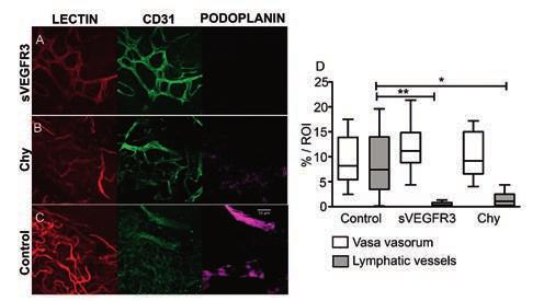 40 To analyze angiogenesis and lymphangiogenesis in the atherosclerotic plaques of svegfr3 mice and Chy mice, we measured the area of vasa vasorum vessels and lymphatic capillaries in the