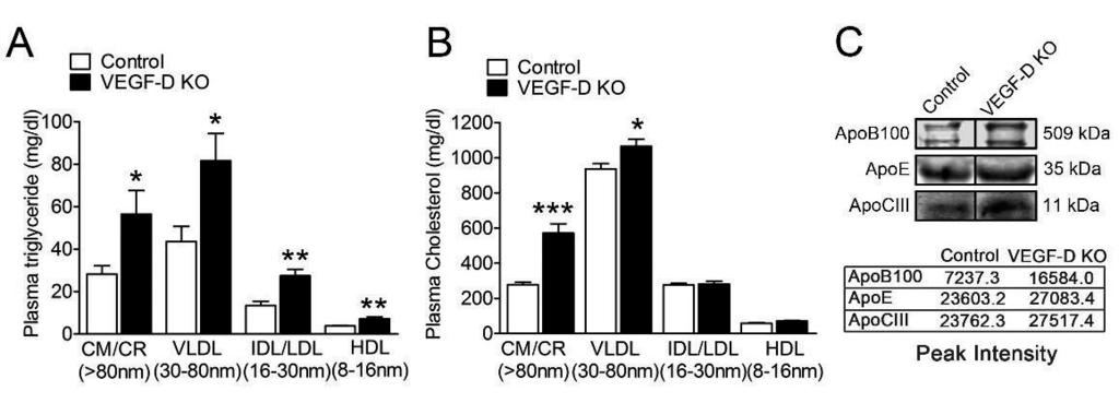 41 5.2 VEGF-D REGULATES CHYLOMICRON METABOLISM (II) VEGF-D has been shown to be a potential inducer of angiogenesis and lymphangiogenesis in both animal studies and clinical trials (Yla-Herttuala et