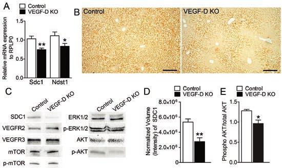 44 To verify the findings from deep sequencing, we performed qpcr analysis for Scd1 and Ndst1. The gene expression of Sdc1 and Ndst1 was significantly downregulated in VEGF-D KO mice (Figure 12A).