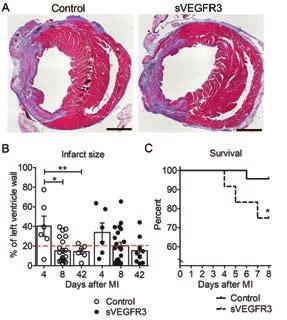 46 5.3 THE EXPRESSION OF SVEGFR3 LEADS TO HIGHER MORTALITY AFTER MYOCARDIAL INFARCTION (III) The lack of oxygen during MI causes the death of cardiomyocytes and the formation of fibrotic infarction