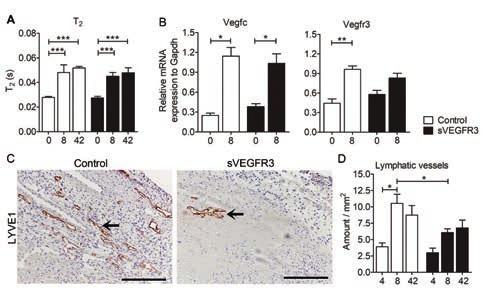 48 Figure 16. Analysis of cardiac lymphatic vessels in healthy hearts.