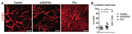 organization in Chy mice. Data is presented as mean ± SEM. *P<0.05, ***P<0.001.