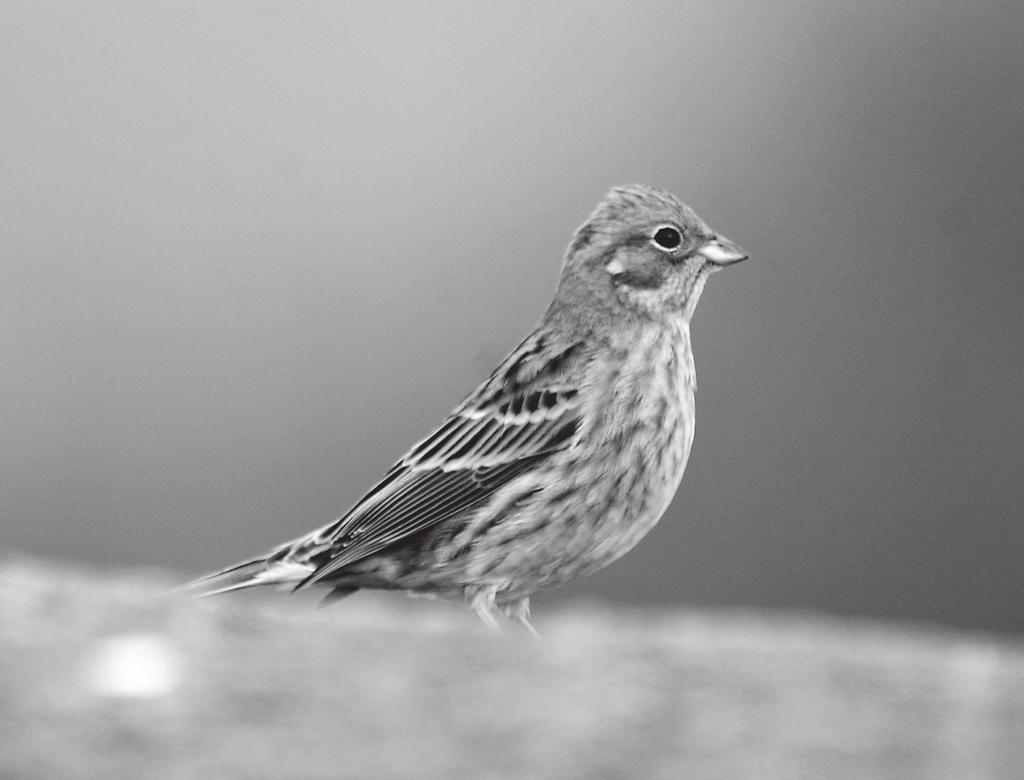 Talviruokintapaikkojen lintujen seuranta 1989 2007 Valtakunnallinen linnustonseuranta Talviruokintapaikkojen lintujen seuranta 1989 2007 Risto A. Väisänen Keltasirkku Emberiza citrinella.