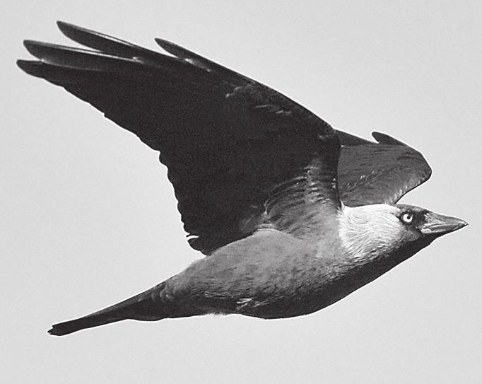 Talviruokintapaikkojen lintujen seuranta 1989 2007 Valtakunnallinen linnustonseuranta 40. Pähkinähakkeja (Nucifraga caryocatactes) (E 66, V 44, L 23) vierailee eniten ruokintakauden alussa.
