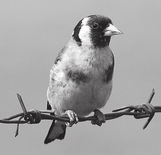 Talviruokintapaikkojen lintujen seuranta 1989 2007 Valtakunnallinen linnustonseuranta 48. Järripeippo (F. montifringilla) (E 989, V 267, L 495) on syys- ja kevätvieras.