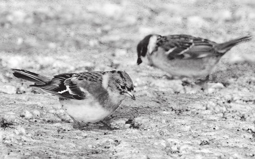 Talviruokintapaikkojen lintujen seuranta 1989 2007 Valtakunnallinen linnustonseuranta Talviruokintapaikan vieraita: järripeippo Fringilla montifringilla ja pikkuvarpunen Passer montanus.