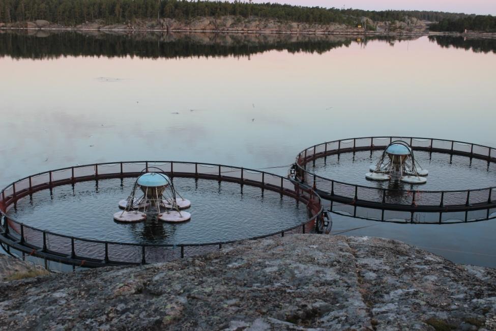 Kenttäkerroksessa kasvaa sinikaislaa, käärmeenpistoyrttiä, meriasteria, merirannikkia, kevätpiippoa, karhunputkea, järviruokoa, mesiangervoa, ranta-alpia, meriluikkaa, isomaksaruohoa, merisuolaketta,