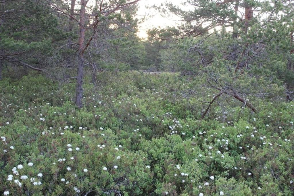 on neljä. Niillä kasvaa suopursua, juolukkaa, variksenmarjaa, mustikkaa ja kanervaa.