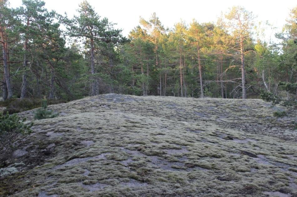 Pohjakerroksessa kasvaa harmaa-, valko- ja palleroporonjäkälää, seinäsammalta ja kangasrahkasammalta. Kuvio on puolukkatyypin kuivahkoa kangasta (VT).