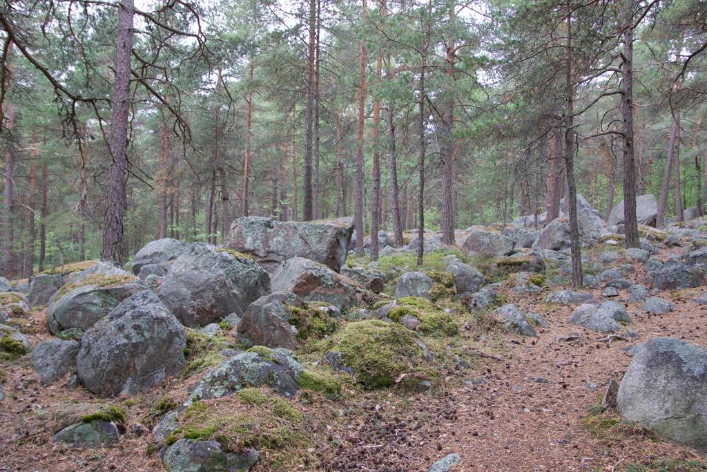 1 Turun Honkamäenpuiston luontoselvitys, päivitys 2018