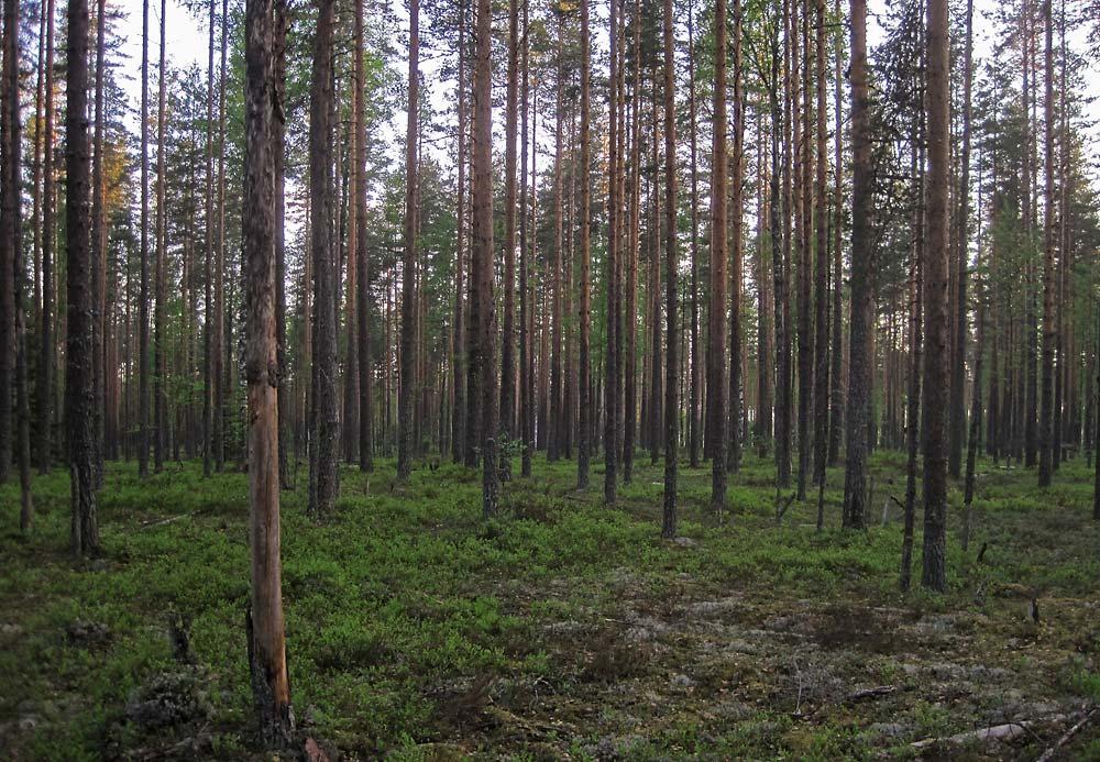 Kuva 3: Ylhäällä suojelullisesti merkittävät lajit kartalla ja alhaalla tyypillistä Jaamankankaan mäntykangasta, jota alueella on erittäin runsaasti Lähteet https://helda.helsinki.