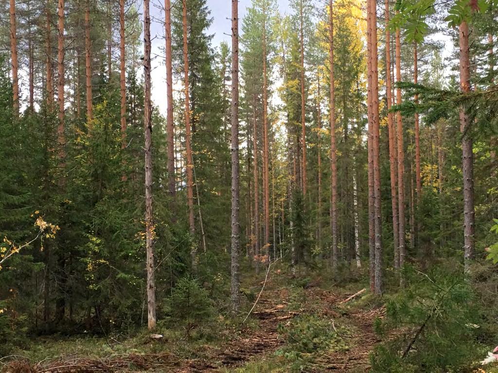 Ristijärvi yläharvennus kesä 2018, pistuma