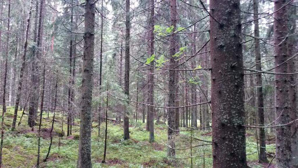 Uusimaa 2014 ennen yläharvennusta, Lähtöpuust n.