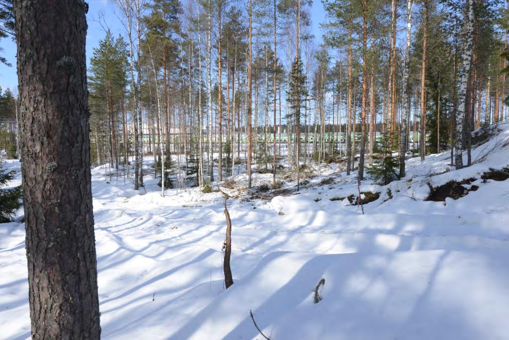 11 Suunnitellun louhoksen pohjoispuolen kalliometsä ja Piiansuon suometsä, nuori männikkö, kasvoivat tihää puustoa, mikä olisi toiminut melko hyvin luontaisena melusuojana.