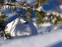 Pyy Pyy (Bonasa bonasia) esiintyy Tunturi-Lappia lukuun ottamatta koko maassa ja suosii metsäkanalinnuista tiheäpuustoisimpia metsiä. Pyyn pesimäkanta taantui kolmanneksen 1960-luvulta 1990-luvulle.