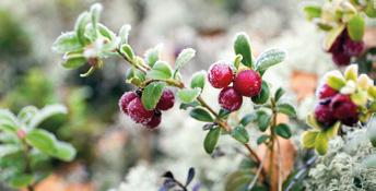 Riistametsänhoidon kustannukset Metsänomistaja joutuu pohtimaan riistapainotuksen vaikutusta metsän tuottamaan taloudelliseen tulokseen.