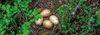 Pesien suojaus Metsäkanalintujen pesistä suuri osa tuhoutuu. Munia rosvoavat pienpedot kuten supikoira ja kettu. Niiltä pesää voi suojata vuolemalla pesän ympärille runsaasti tuoksuvaa saippuaa.