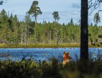 Jos puustoa on kohtalaisesti, hakkuutulot kattavat usein kaivinkonetöiden kustannukset. Jos kohde sopii Suomen metsäkeskuksen luonnonhoitohankkeeksi, on kunnostus metsänomistajalle ilmainen.