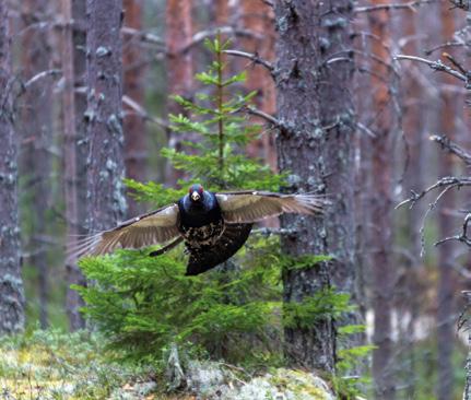 Tausta Riistametsänhoito on metsäkanalintuja suosivaa talousmetsien hoitoa. Se tähtää puuntuotantoon, mutta ottaa samalla huomioon riistan elinympäristövaatimukset.