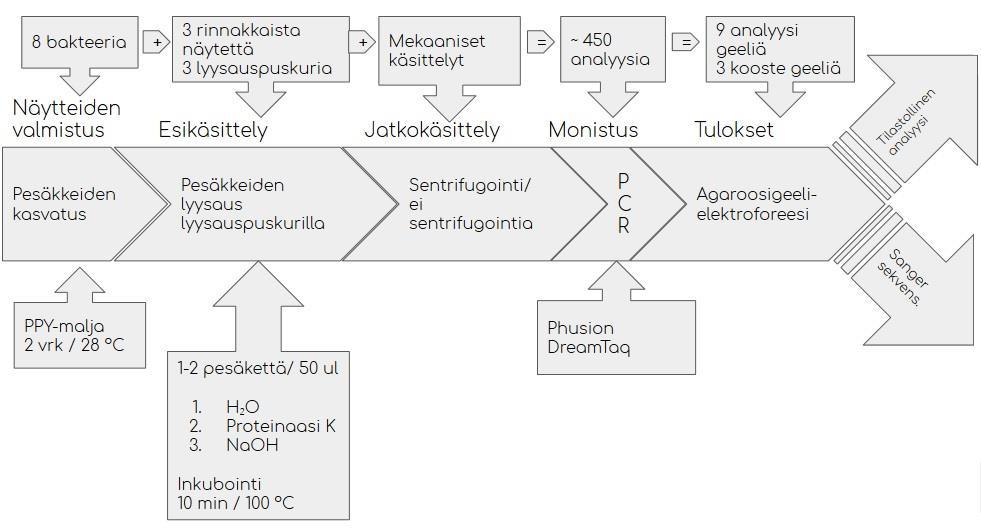 13 tällä tavoin määrittää optimaalinen selittäjäyhdistelmä eli protokolla pesäke-pcr:lle. Kuvio 1 havainnollistaa opinnäytetyön käytännön osuuden. Kuvio 1. Pesäke-PCR-menetelmän käytännön toteutus 6.