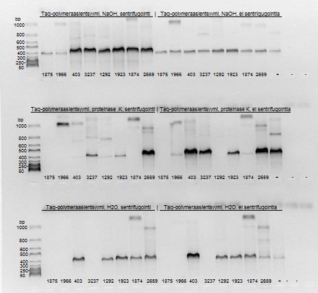 24 Kuvio 2. Taq-polymeraasientsyymin vaikutus pesäke-pcr-menetelmän toimivuuteen, kun lyysauspuskurina oli NaOH (ylärivi), proteinaasi-k (keskimmäinen rivi) tai vesi (alarivi).