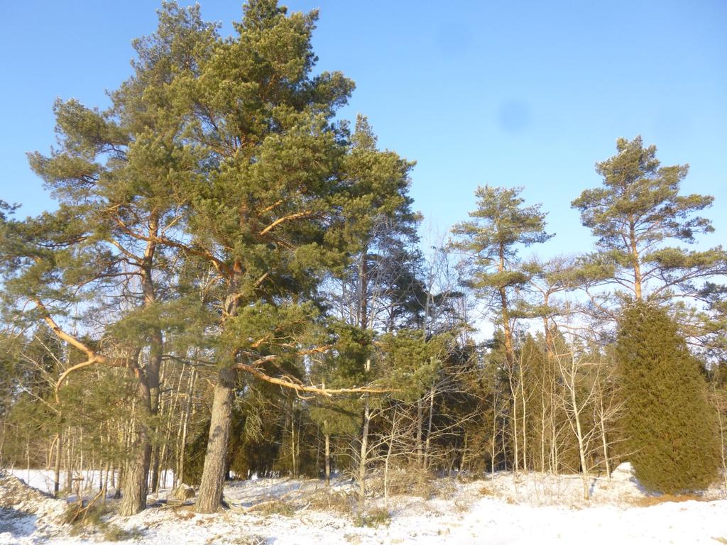 Pallokentän kaakkoispuoleiset erilliskorttelit Kortteli 230 (tasaista peltoa) Asuinrakennuksen kerrosluku (I) I u ½ Kortteli 113, 2 läntisintä tonttia