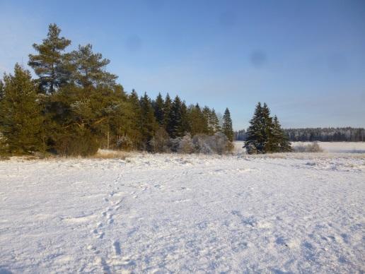 Kaakkoiset avoimet korttelit Kortteli 231 (tasaista peltoa, maasto laskee loivasti itään) Asuinrakennuksen