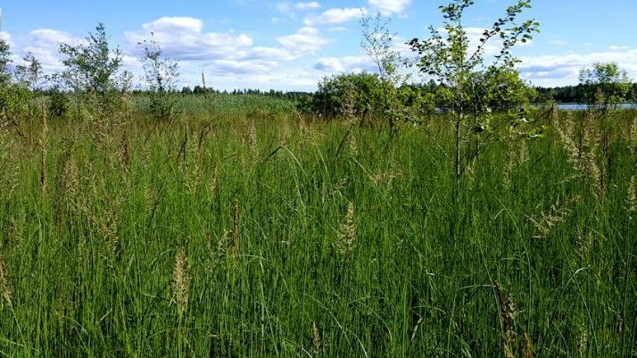 Kontiosaari ja vesijättömaa muodostavat niemen. Niemen tyvessä on varastoalue. Kontiosaareen johtaa soratie ja saaren kärjessä on pientaloalue. Niemen poikki on kaivettu kanava.