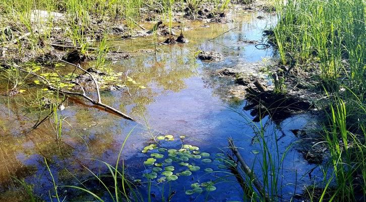 Metsät on ojitettu ja vaikka maaperä alueella on pääosin hienojakoista sedimenttiä (silttiä), tien eteläpuolella on paikoin myös kivistä ajomaata.