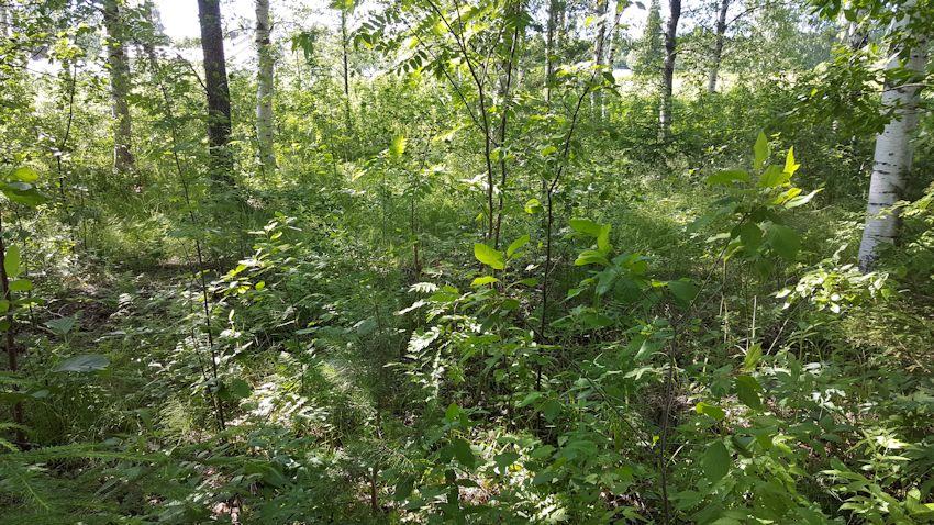 13 Kontiosaaren metsät on osin avohakattu, osin nuorta taimikkoa, niemen tyven metsät todettiin lähinnä vesijättömaille tyypillisiksi lehtipuuvaltaisiksi rantametsiksi tai ajomaille syntyneiksi