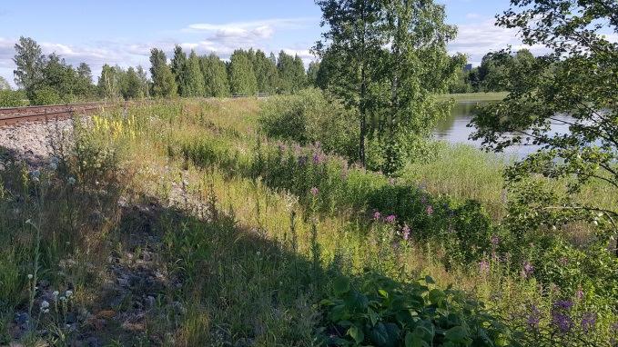 Sekapuuna todettiin haapaa ja raitaa, rantavyöhykkeessä tervaleppää sekä jonkin verran tuomea. Metsämaan kenttäkerroksen lajisto todettiin monipuoliseksi.