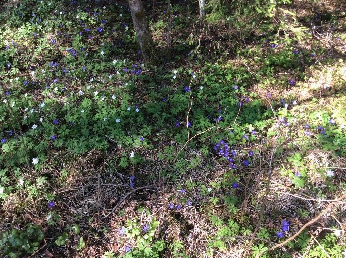 Sudenniemessä metsien talouskäyttö on ollut voimakasta laajojen hakkuiden myötä metsät ovat nuoressa sukkessiovaiheessa ja lehtipuuvaltaisia (kuva 10).