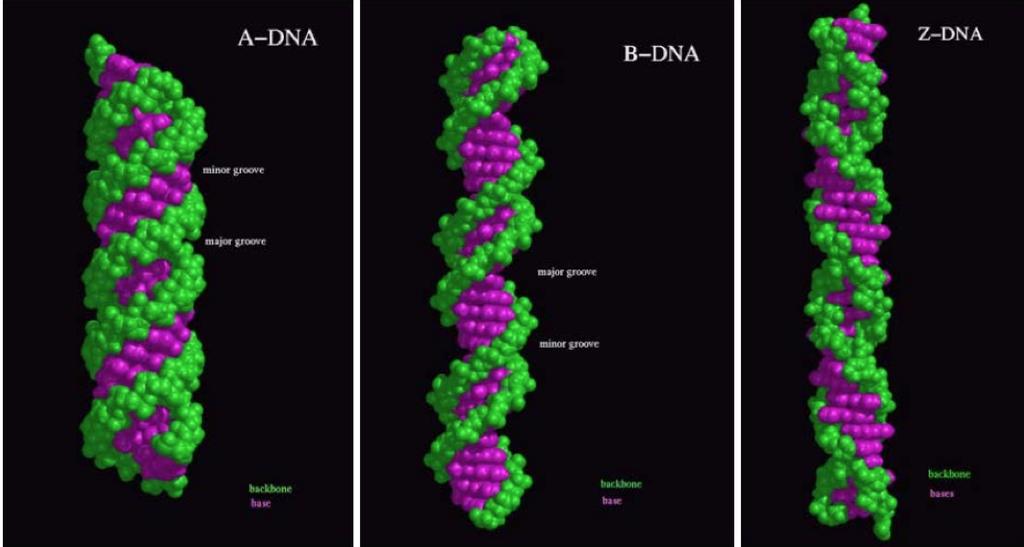 5 Figure 3: DNA can adopt different conformations, such as A-DNA, B-DNA and C-DNA. Most of the DNA are in the B-DNA form in physiological conditions.