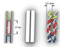 3.1 Folding of DNA origami A long single-stranded scaffold is usually taken from the circular M13mp18 bacteriophage genome while staple strands are synthetically produced.
