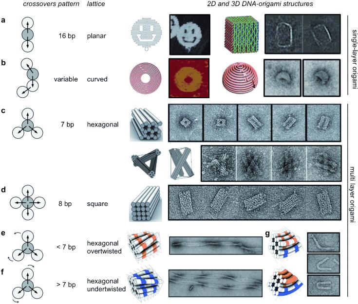 14 Figure 9: Different kinds of spacing rules and the resulting 2D or 3D structures of DNA origami. The second column presents the number of base pairs between cross-overs along the same helical axis.