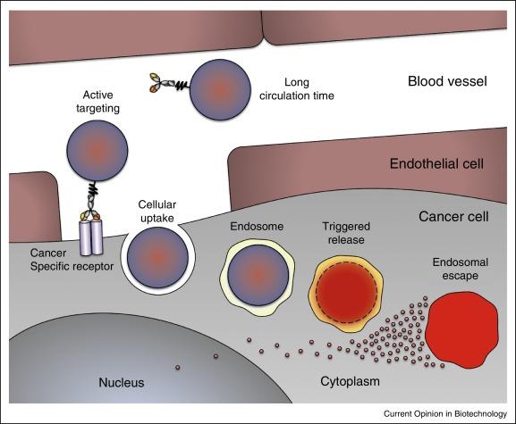 20 Figure 13: Some requirements that delivery systems must overcome to achieve therapeutic effects.