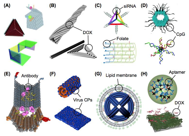 demonstrated a DNA-based carrier system for cellular delivery of functional enzymes. β-galactosidase enzyme served as a protein core and it was modified with a dense shell of oligonucleotides.