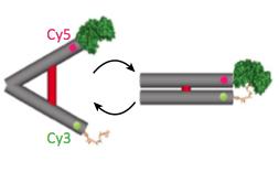 activity of enzyme/cofactor pair.