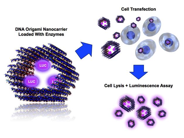 in about 2 times greater T value compared with the bare LUC-origamis (no polymer). The change in T value for AB-type polymer was not as significant as it was for homopolymer.