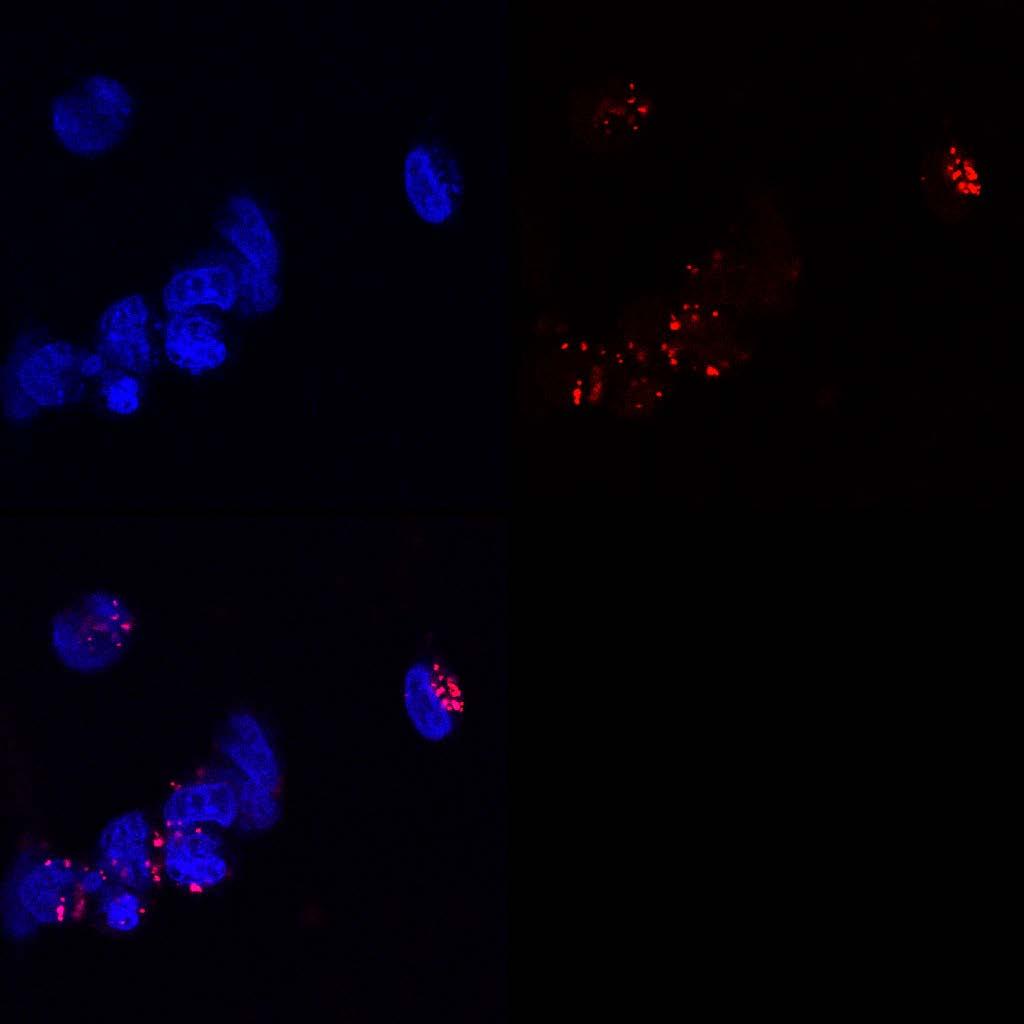 In addition, the degradation of origamis in cell culture media was not studied in this thesis, and thus it might be possible that only the components of the origami were entered into the cells.