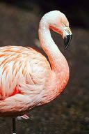 RYHMÄILMIÖISTÄ Suurin osa Korkeasaaressa kuolleista flamingoista menehtyi sokkiin.